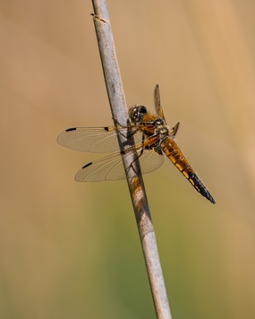竹竿停歇的薄翅蜻蜓摄影图片